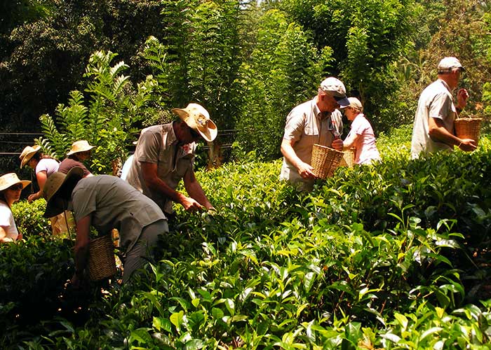 Day in the life of a Tea Plucker, Things to do in Sri Lanka, Travel and Tour Packages, Sri Lanka Holidays