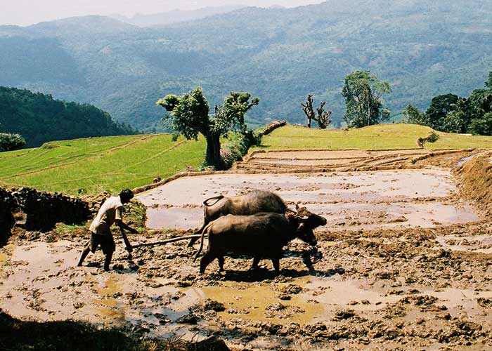 Farming Experience, Things to do in Sri Lanka, Travel and Tour Packages, Sri Lanka Holidays