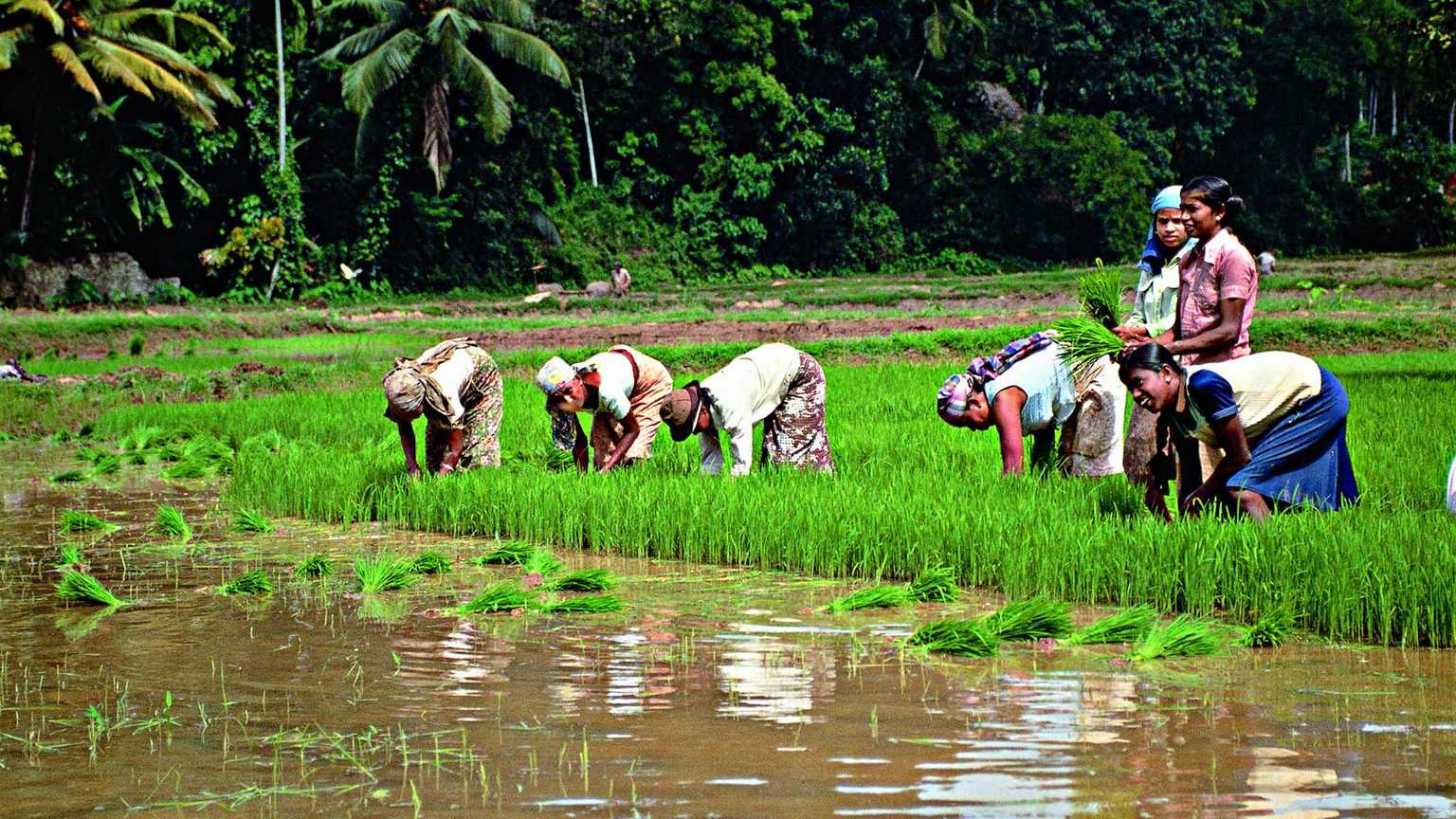 Agriculture Farms In Sri Lanka