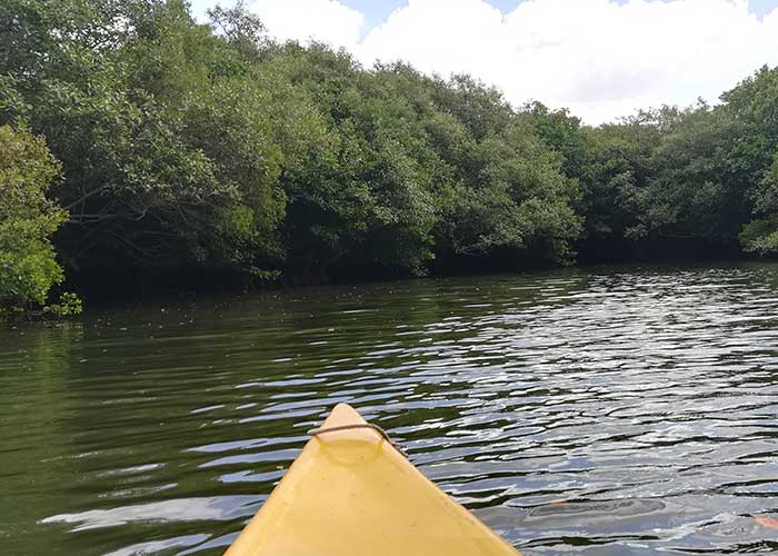 Kayaking in Tangalle - Mangrove Eco System, Things to do in Sri Lanka, Travel and Tour Packages, Sri Lanka Holidays