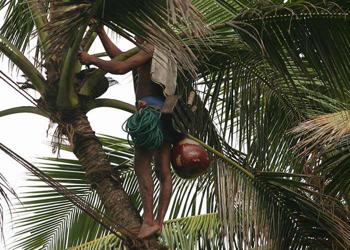 Toddy Tapping and Tasting, Things to do in Sri Lanka, Travel and Tour Packages, Sri Lanka Holidays