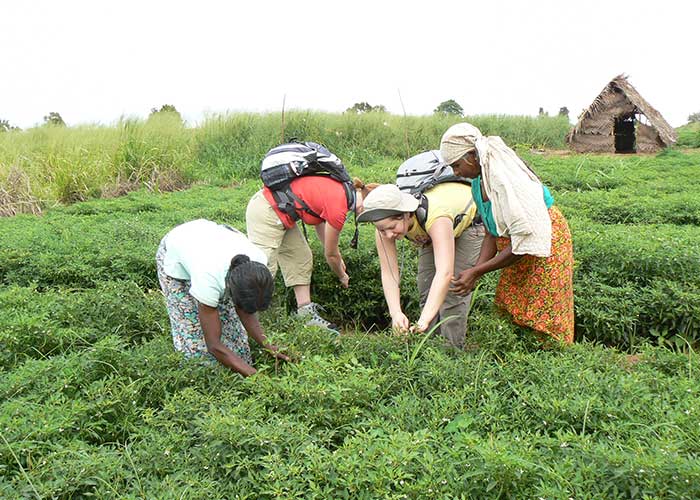 Visit a Chena Farm, Things to do in Sri Lanka, Travel and Tour Packages, Sri Lanka Holidays