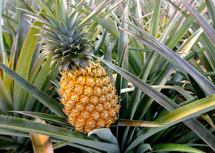 Visit a Pineapple Farm, Things to do in Sri Lanka, Travel and Tour Packages, Sri Lanka Holidays