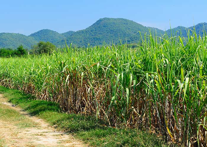 Visit a Sugar Cane Plantation, Things to do in Sri Lanka, Travel and Tour Packages, Sri Lanka Holidays