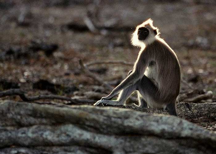 Visit the Primate Research Center in Polonnaruwa, Things to do in Sri Lanka, Travel and Tour Packages, Sri Lanka Holidays