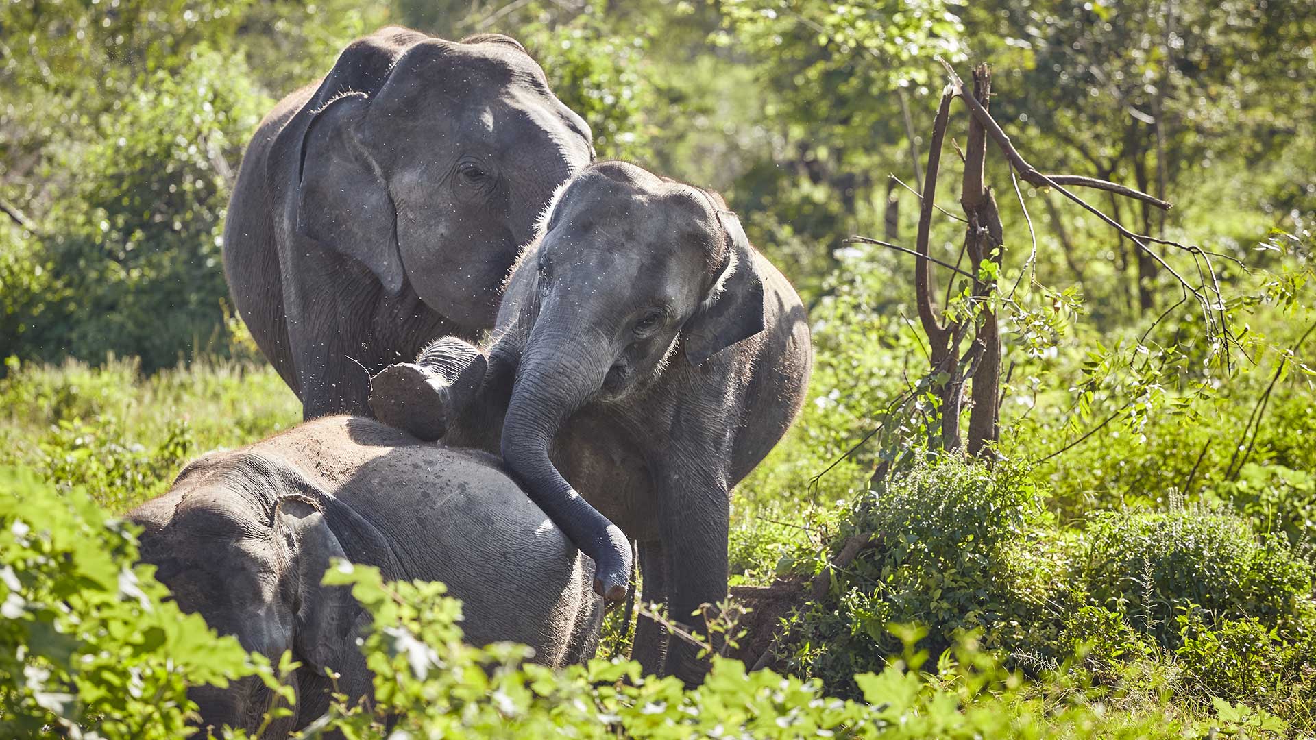 Tour Package, Sri Lanka Tour and Holiday, Things to do in Sri Lanka