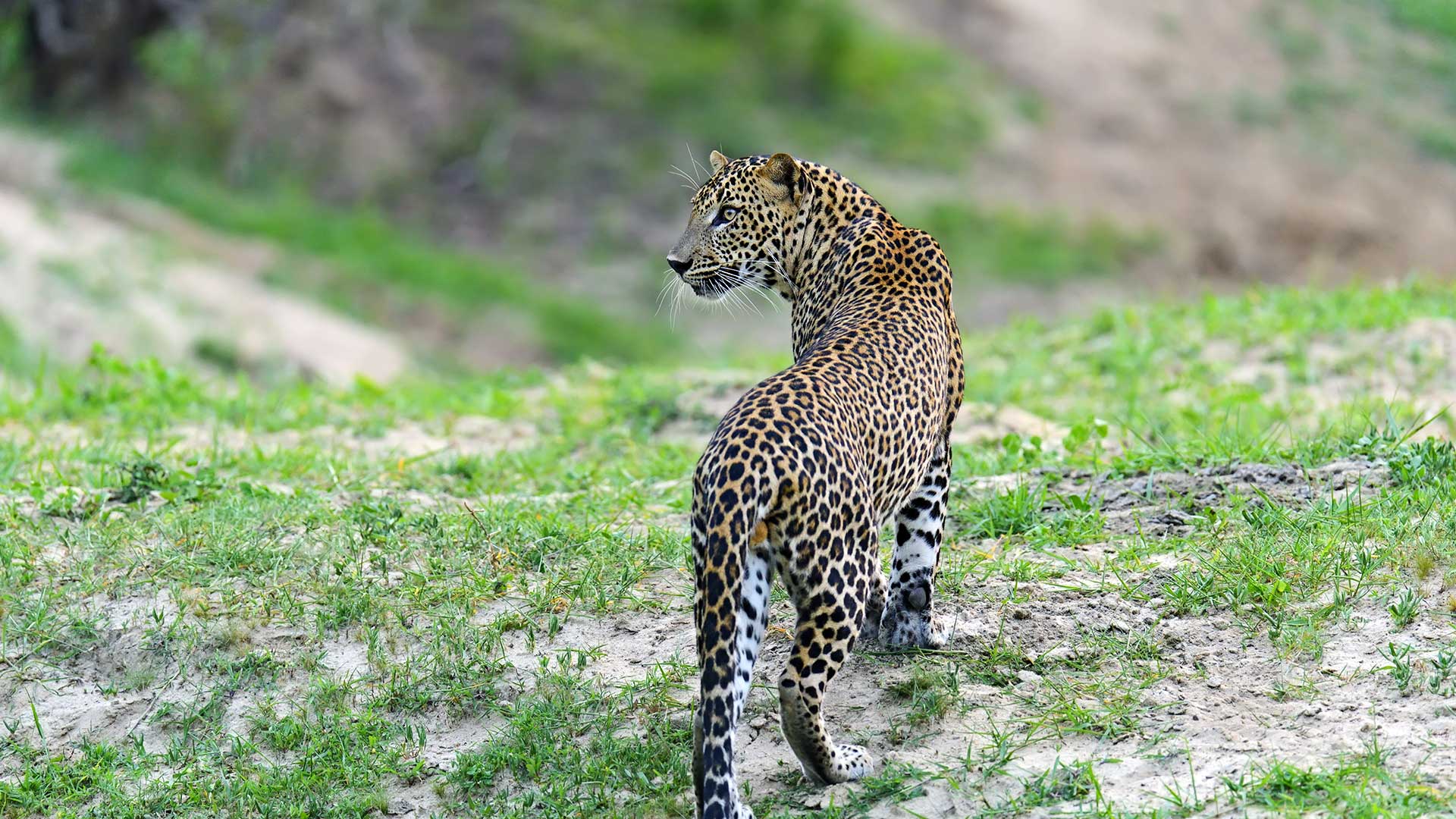 Tour Package, Sri Lanka Tour and Holiday, Things to do in Sri Lanka